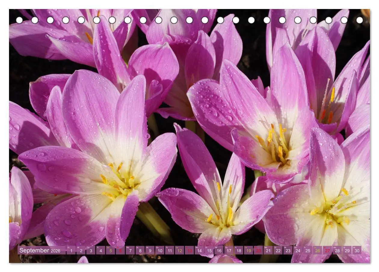 Bild: 9783457282717 | Blütenwunder - Mit Blumen durchs ganze Gartenjahr (Tischkalender...