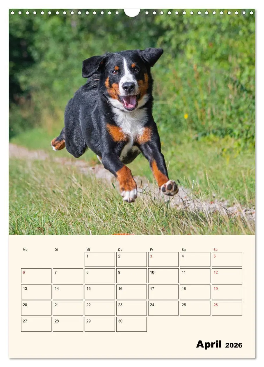 Bild: 9783516372717 | Appenzeller Sennenhund - Mit Plan durch das Jahr (Wandkalender 2026...