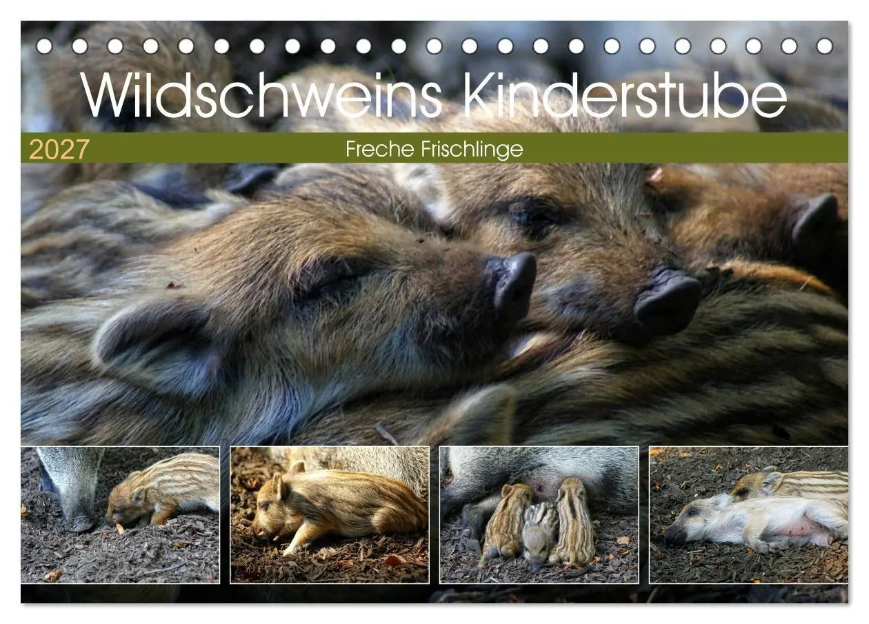 Wildschweins Kinderstube - Freche Frischlinge (Tischkalender 2027 DIN A5 quer), CALVENDO Monatskalender