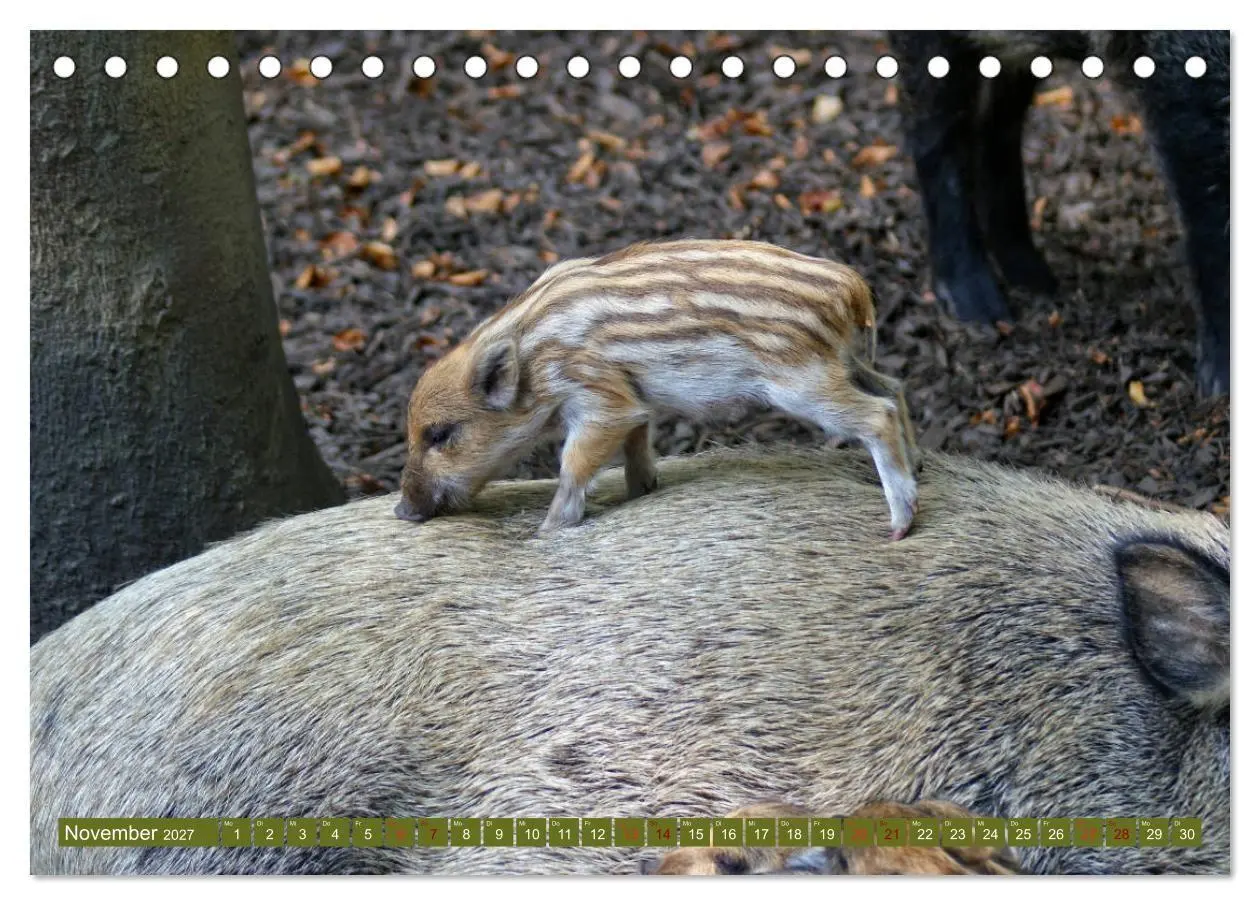 Bild: 9783569842717 | Wildschweins Kinderstube - Freche Frischlinge (Tischkalender 2027...