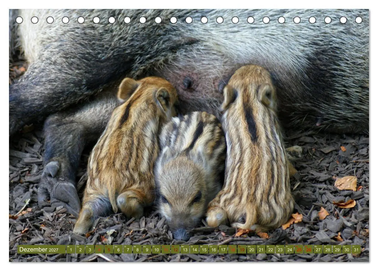 Bild: 9783569842717 | Wildschweins Kinderstube - Freche Frischlinge (Tischkalender 2027...