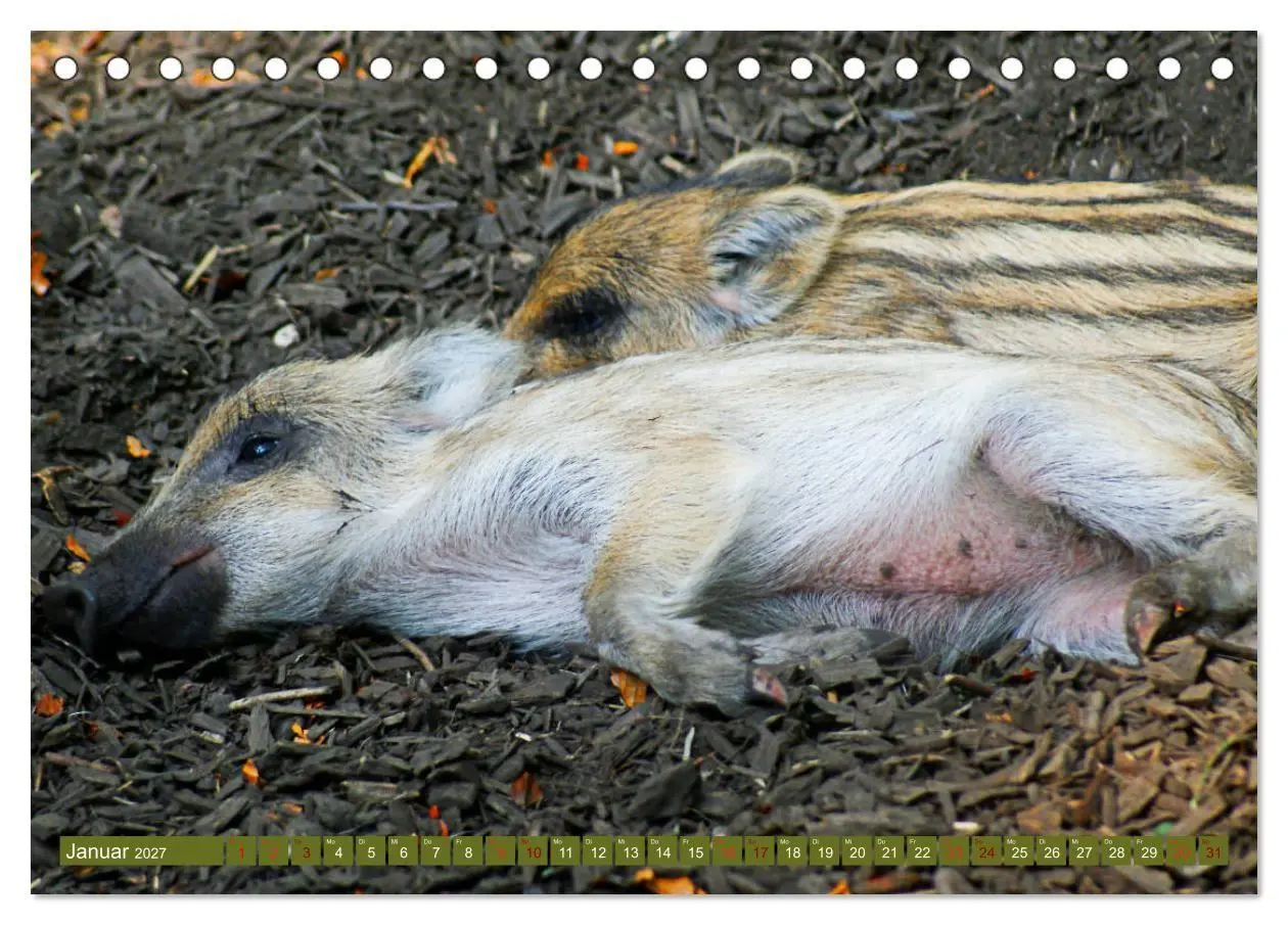 Bild: 9783569842717 | Wildschweins Kinderstube - Freche Frischlinge (Tischkalender 2027...