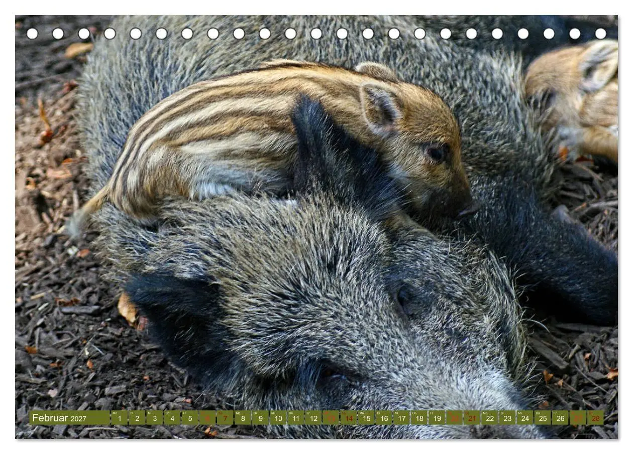 Bild: 9783569842717 | Wildschweins Kinderstube - Freche Frischlinge (Tischkalender 2027...