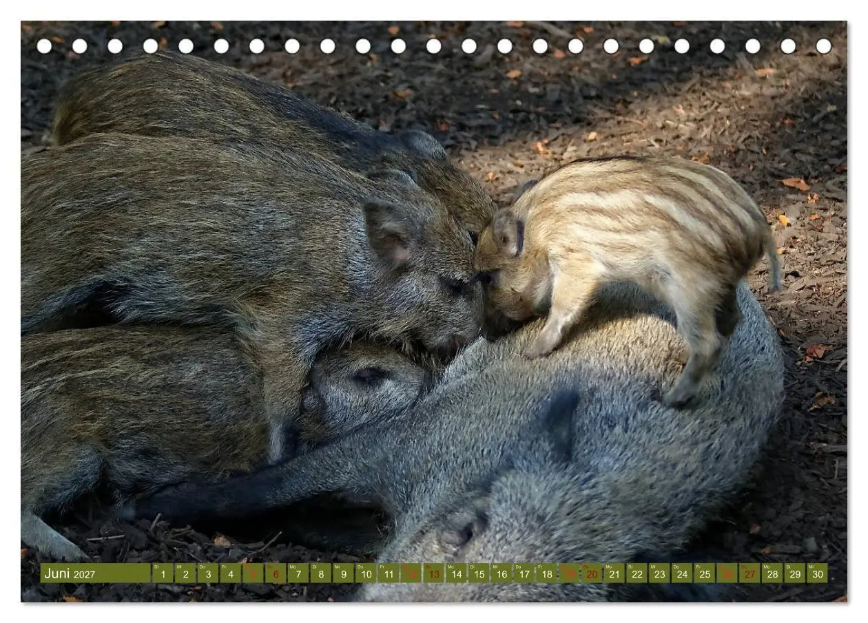 Bild: 9783569842717 | Wildschweins Kinderstube - Freche Frischlinge (Tischkalender 2027...