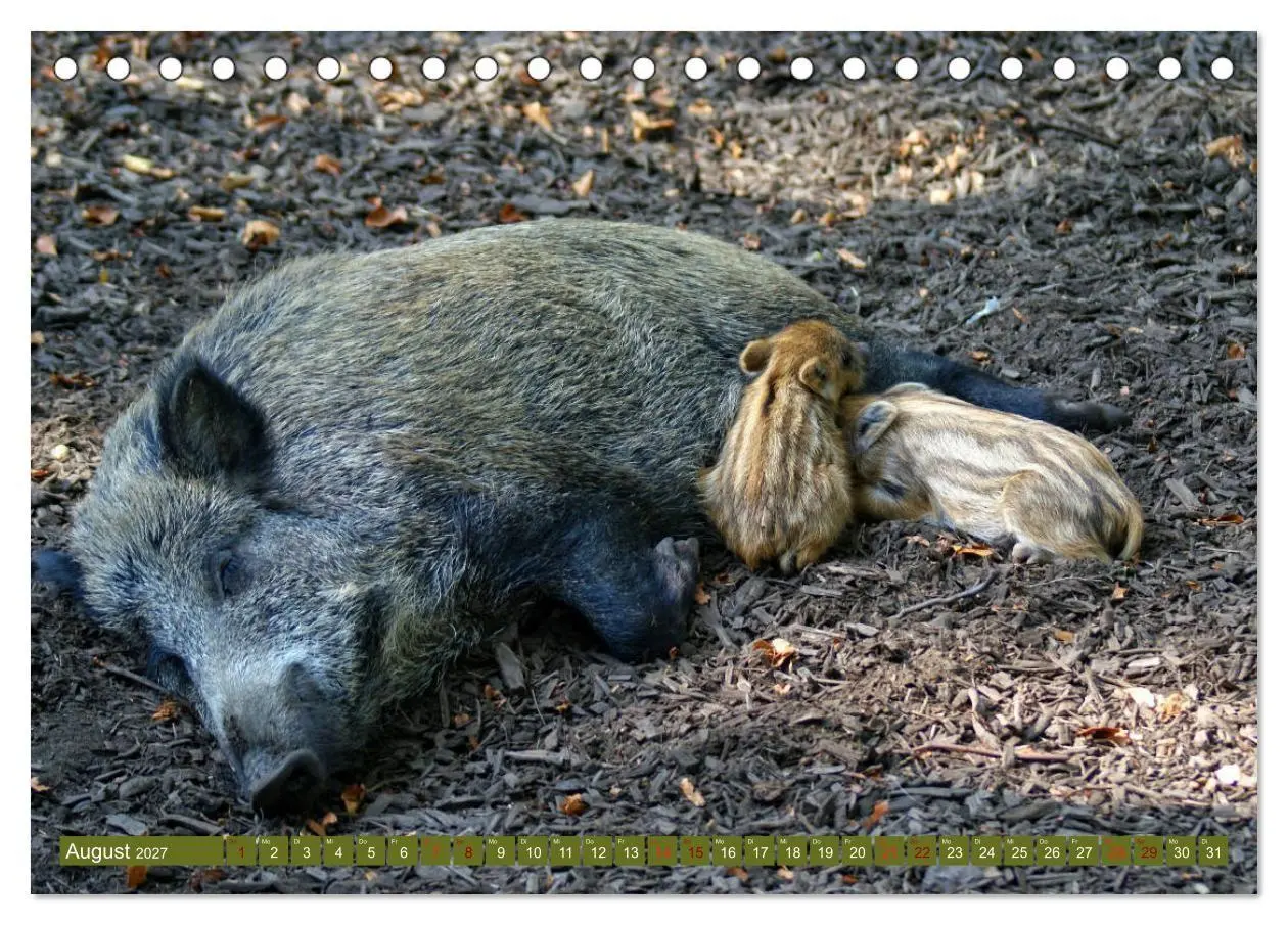 Bild: 9783569842717 | Wildschweins Kinderstube - Freche Frischlinge (Tischkalender 2027...