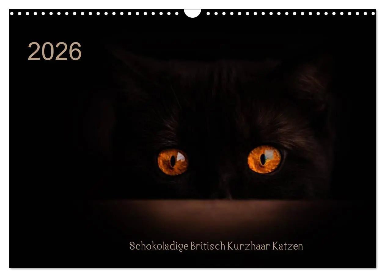 Cover: 9783457962817 | Schokoladige Britisch Kurzhaar Katzen (Wandkalender 2026 DIN A3...