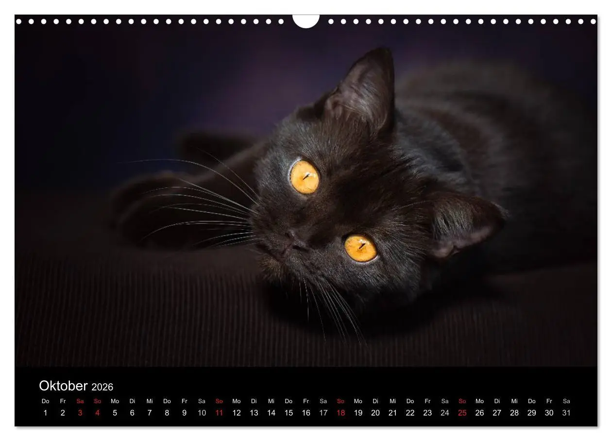 Bild: 9783457962817 | Schokoladige Britisch Kurzhaar Katzen (Wandkalender 2026 DIN A3...