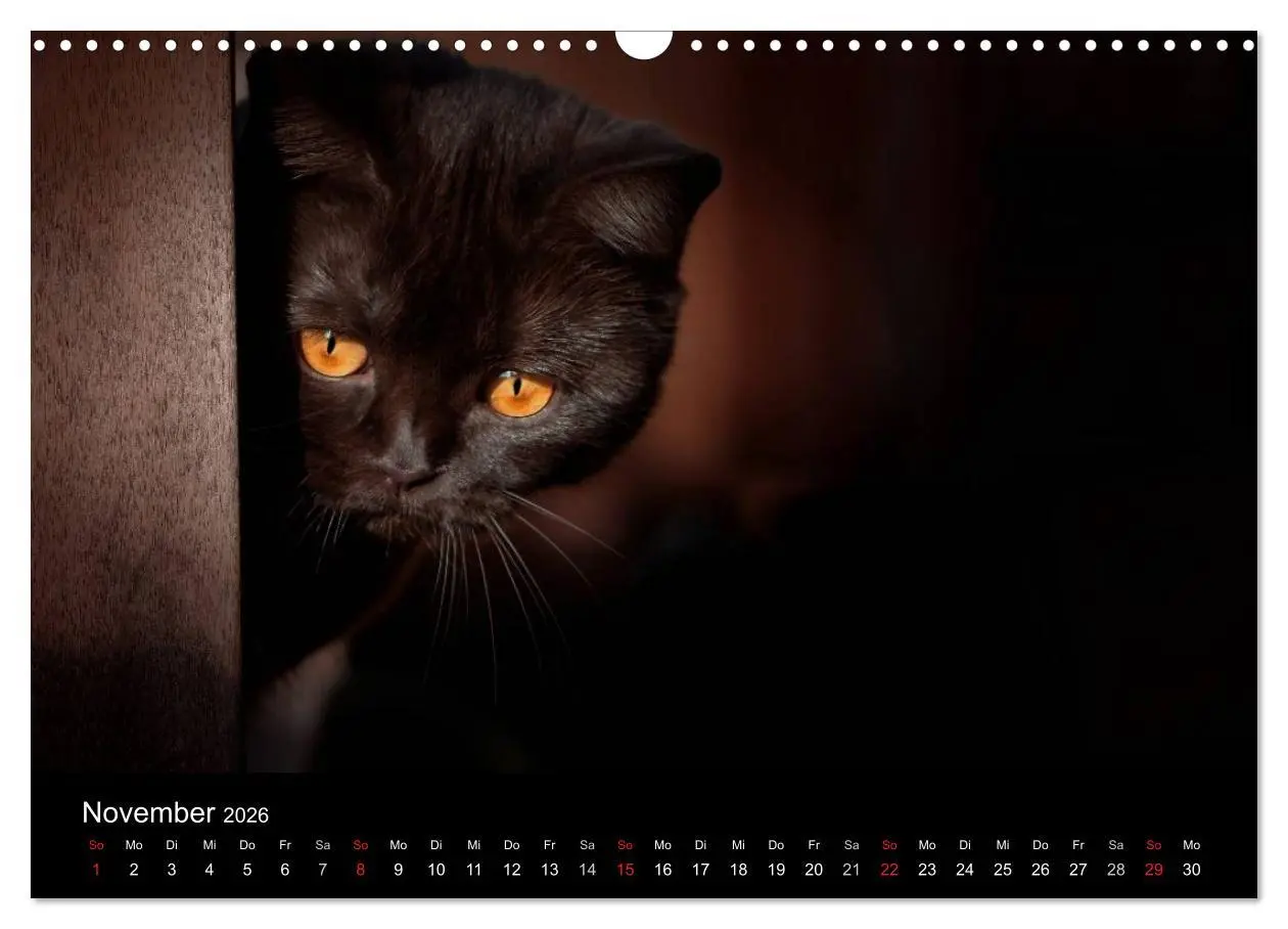 Bild: 9783457962817 | Schokoladige Britisch Kurzhaar Katzen (Wandkalender 2026 DIN A3...