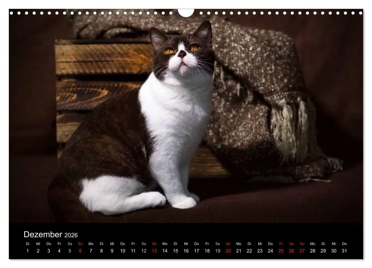 Bild: 9783457962817 | Schokoladige Britisch Kurzhaar Katzen (Wandkalender 2026 DIN A3...