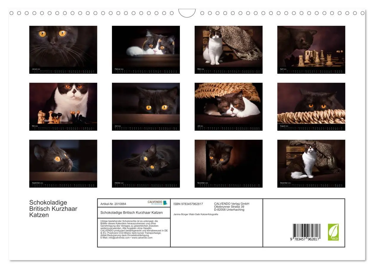 Bild: 9783457962817 | Schokoladige Britisch Kurzhaar Katzen (Wandkalender 2026 DIN A3...