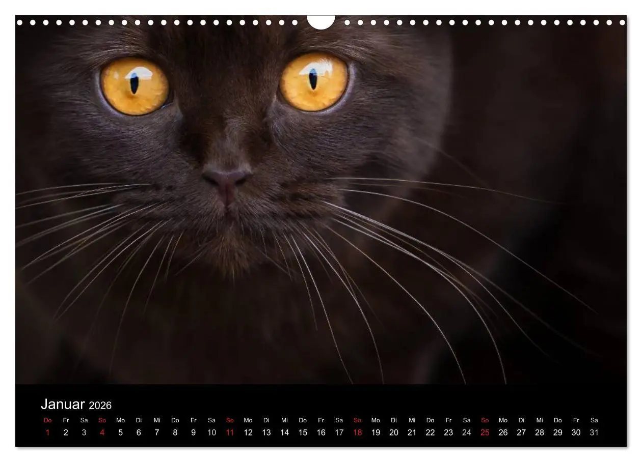 Bild: 9783457962817 | Schokoladige Britisch Kurzhaar Katzen (Wandkalender 2026 DIN A3...