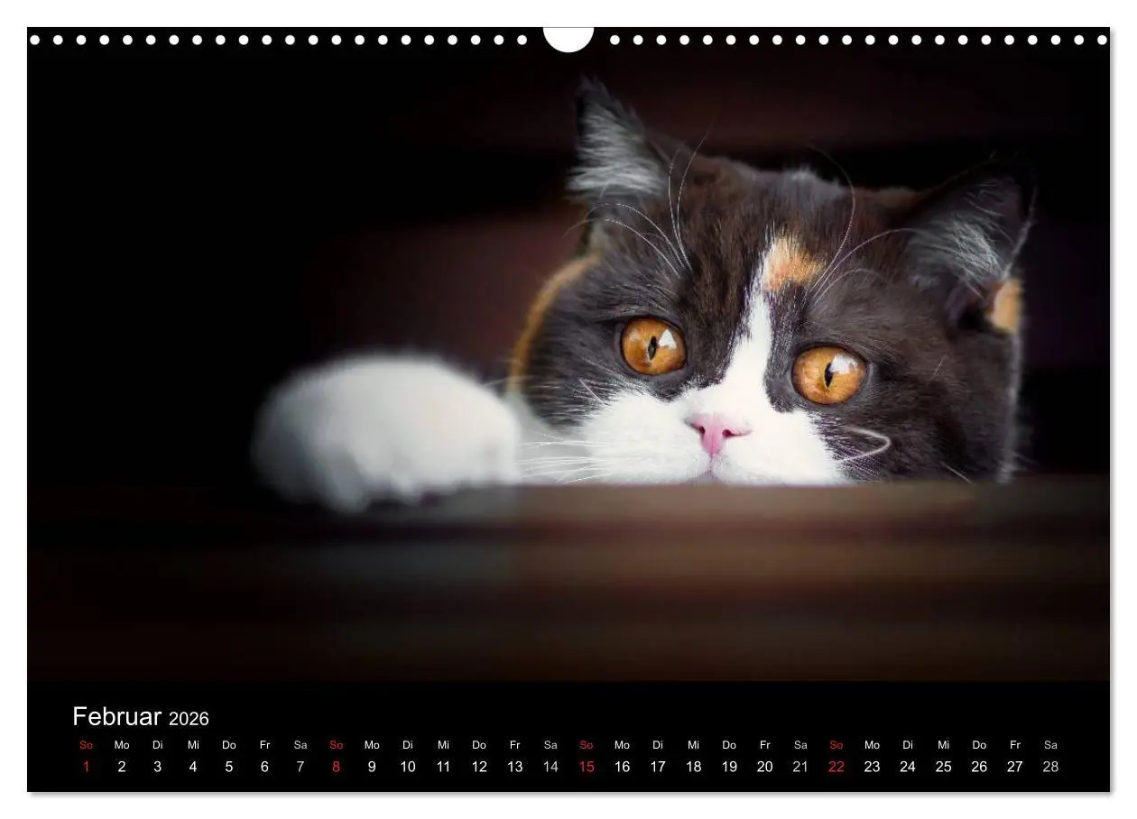 Bild: 9783457962817 | Schokoladige Britisch Kurzhaar Katzen (Wandkalender 2026 DIN A3...