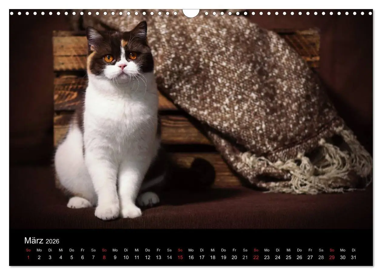 Bild: 9783457962817 | Schokoladige Britisch Kurzhaar Katzen (Wandkalender 2026 DIN A3...