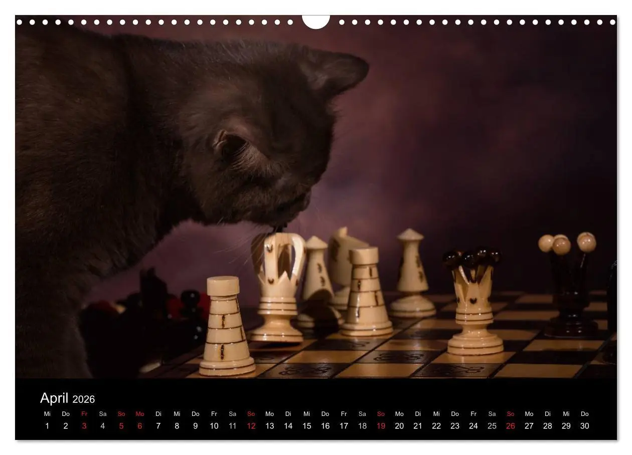 Bild: 9783457962817 | Schokoladige Britisch Kurzhaar Katzen (Wandkalender 2026 DIN A3...