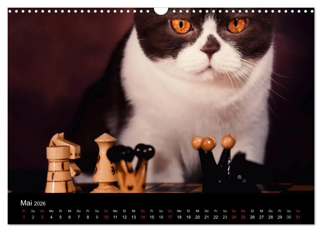 Bild: 9783457962817 | Schokoladige Britisch Kurzhaar Katzen (Wandkalender 2026 DIN A3...
