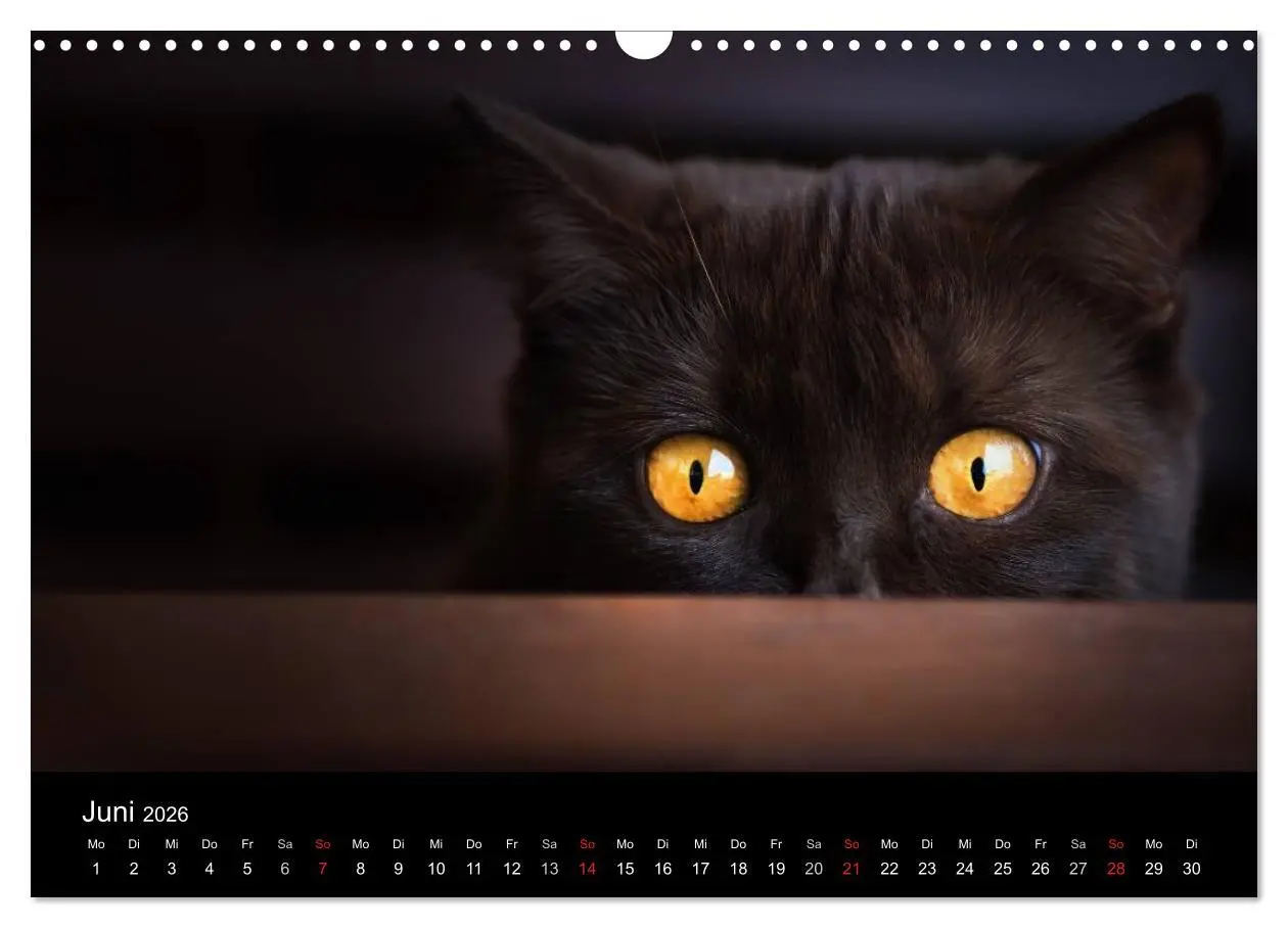 Bild: 9783457962817 | Schokoladige Britisch Kurzhaar Katzen (Wandkalender 2026 DIN A3...