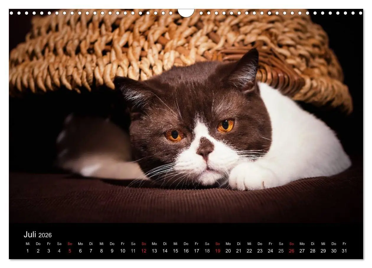Bild: 9783457962817 | Schokoladige Britisch Kurzhaar Katzen (Wandkalender 2026 DIN A3...