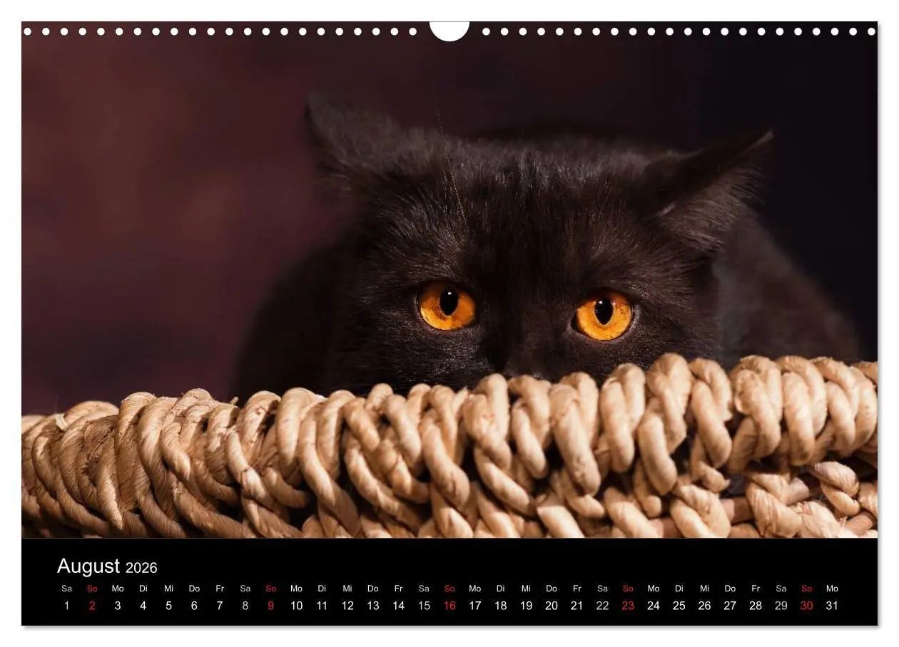 Bild: 9783457962817 | Schokoladige Britisch Kurzhaar Katzen (Wandkalender 2026 DIN A3...