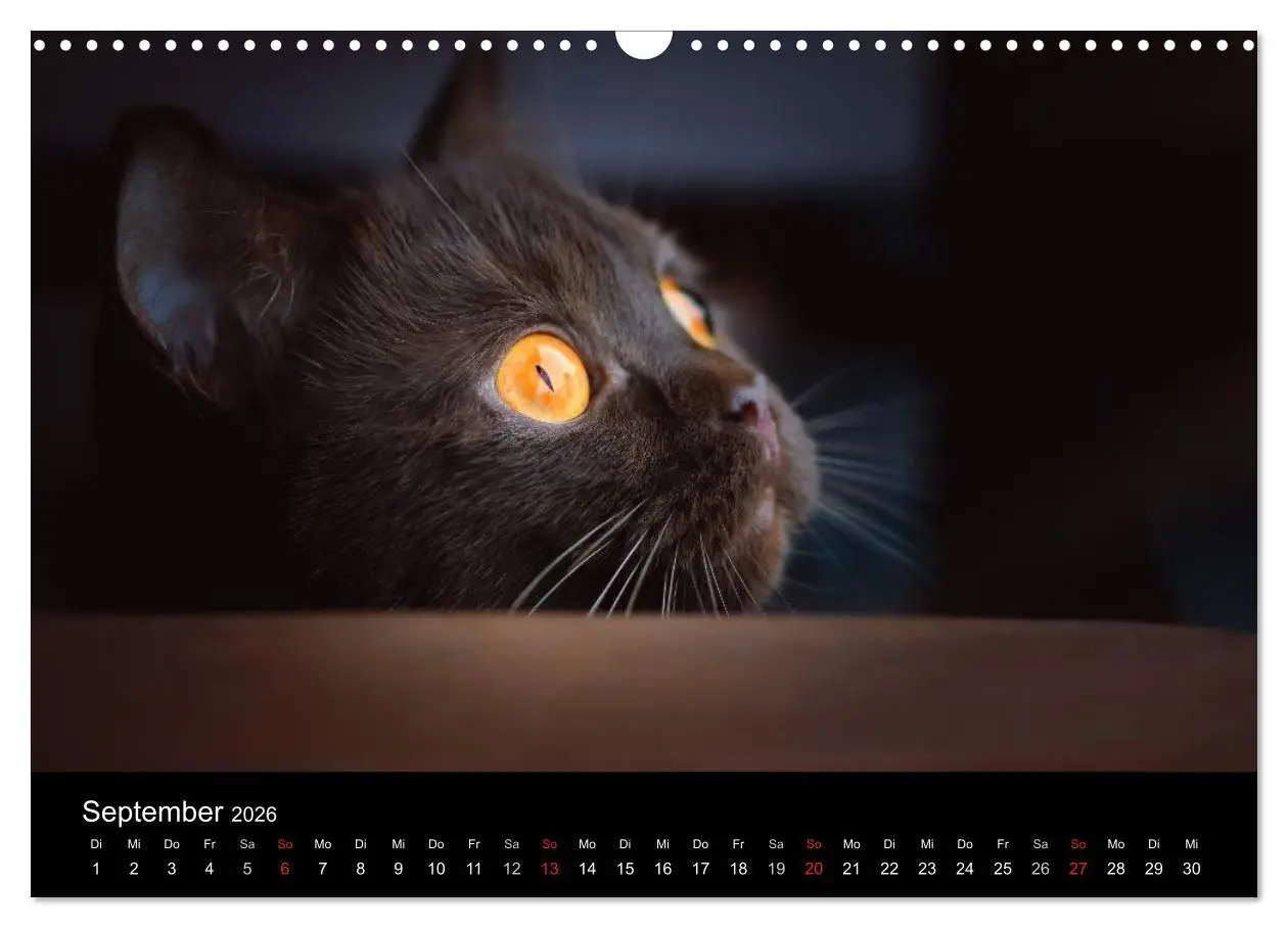 Bild: 9783457962817 | Schokoladige Britisch Kurzhaar Katzen (Wandkalender 2026 DIN A3...