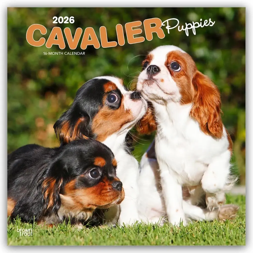 Cover: 9798330702817 | Cavalier King Charles Spaniel Puppies - Cavalier King Charles...