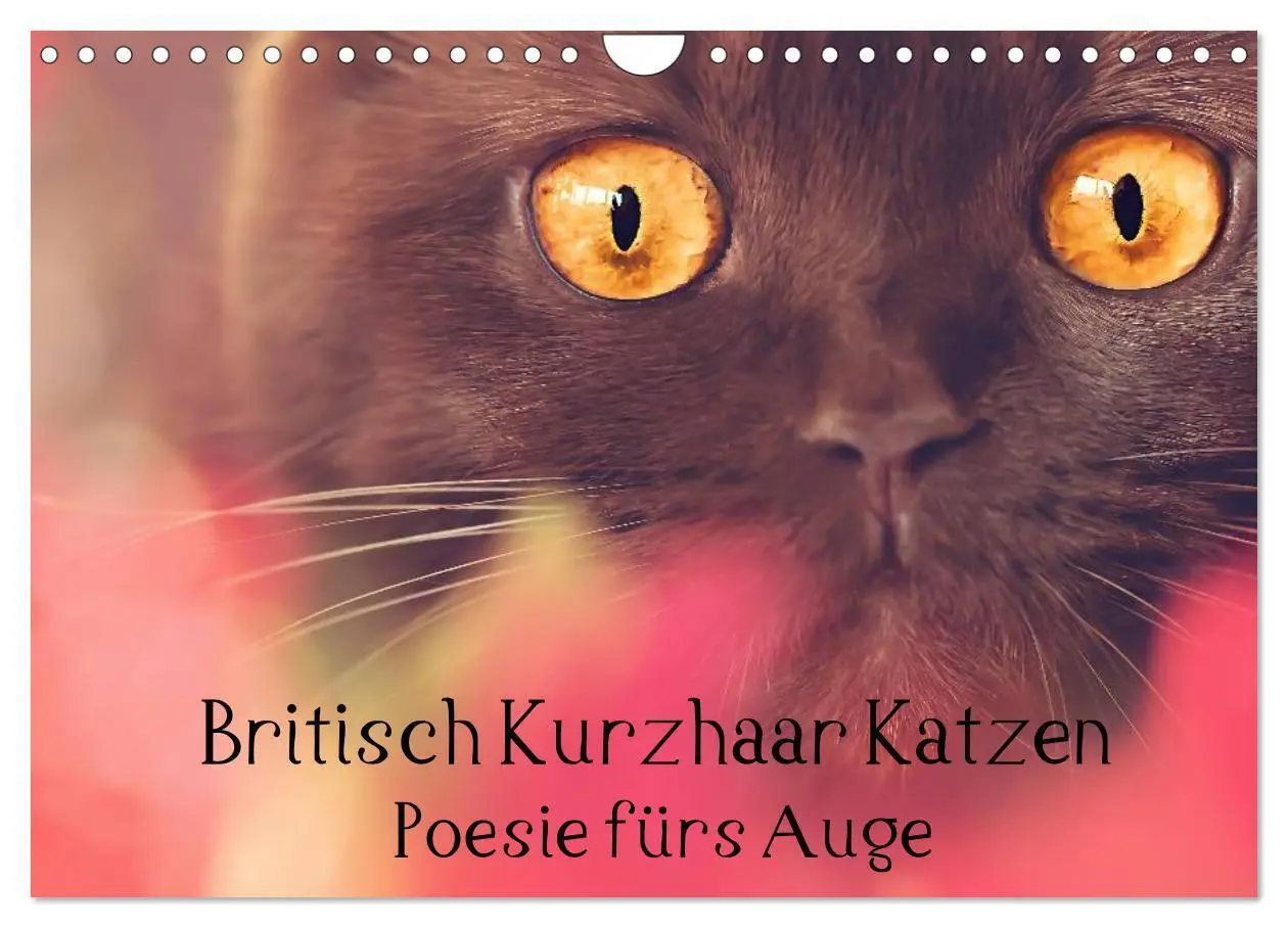 Cover: 9783435482917 | Britisch Kurzhaar Katzen - Poesie fürs Auge (Wandkalender 2025 DIN...