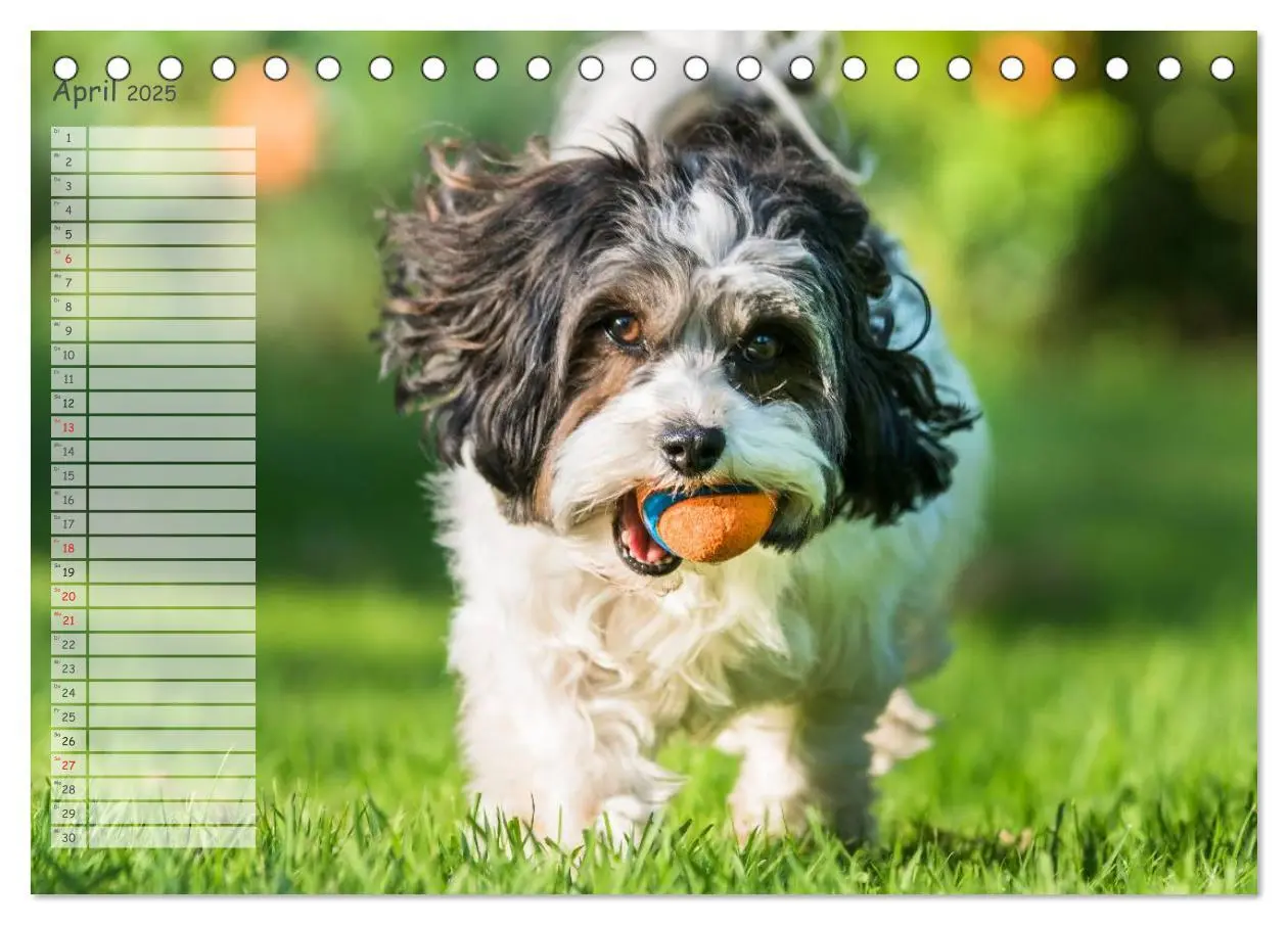 Bild: 9783435552917 | Spaß mit Havanesern (Tischkalender 2025 DIN A5 quer), CALVENDO...