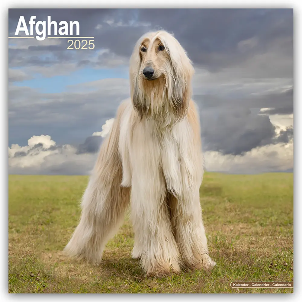 Cover: 9781804603017 | Afghan - Afghanen 2025 - 16-Monatskalender | Avonside Publishing
