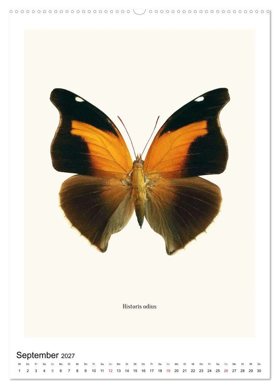 Bild: 9783569953017 | Die schönsten Schmetterlinge (Wandkalender 2027 DIN A2 hoch),...