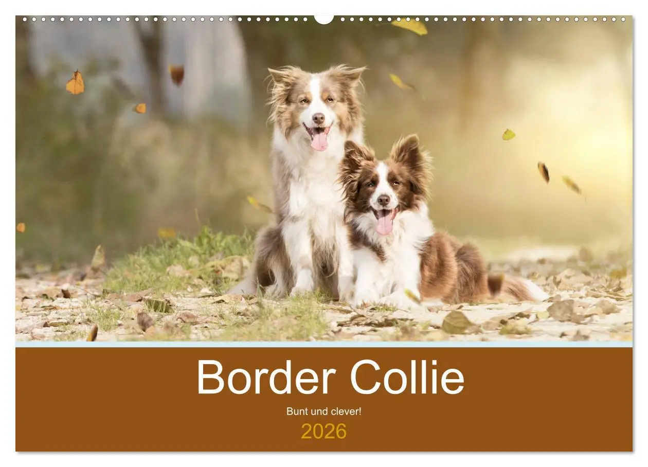 Cover: 9783457763117 | Border Collie - Bunt und clever! (Wandkalender 2026 DIN A2 quer),...