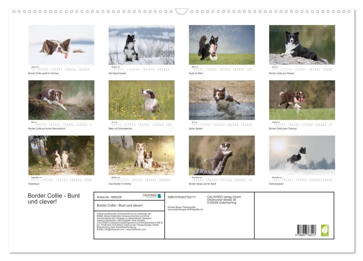 Bild: 9783457763117 | Border Collie - Bunt und clever! (Wandkalender 2026 DIN A2 quer),...