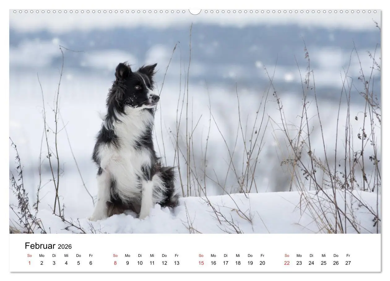 Bild: 9783457763117 | Border Collie - Bunt und clever! (Wandkalender 2026 DIN A2 quer),...