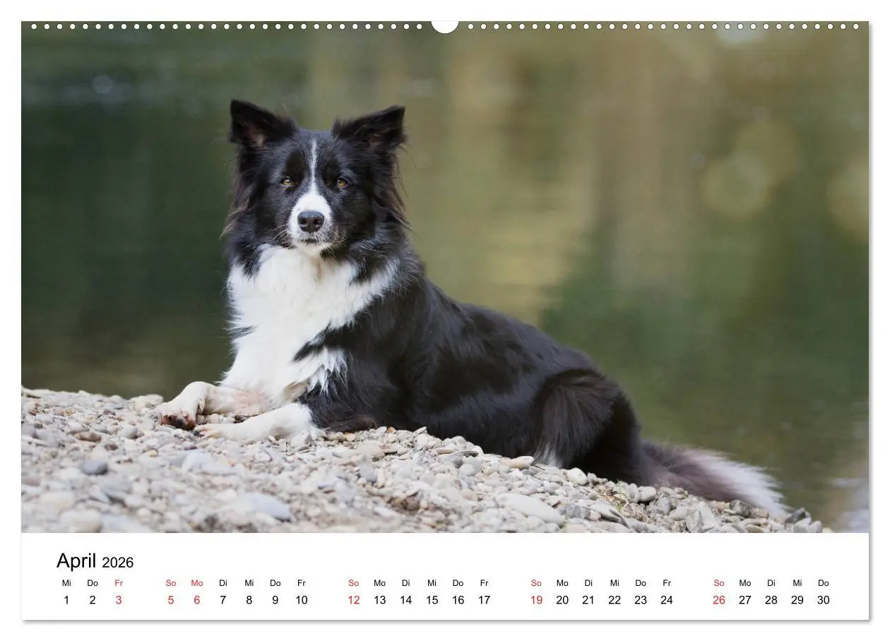 Bild: 9783457763117 | Border Collie - Bunt und clever! (Wandkalender 2026 DIN A2 quer),...