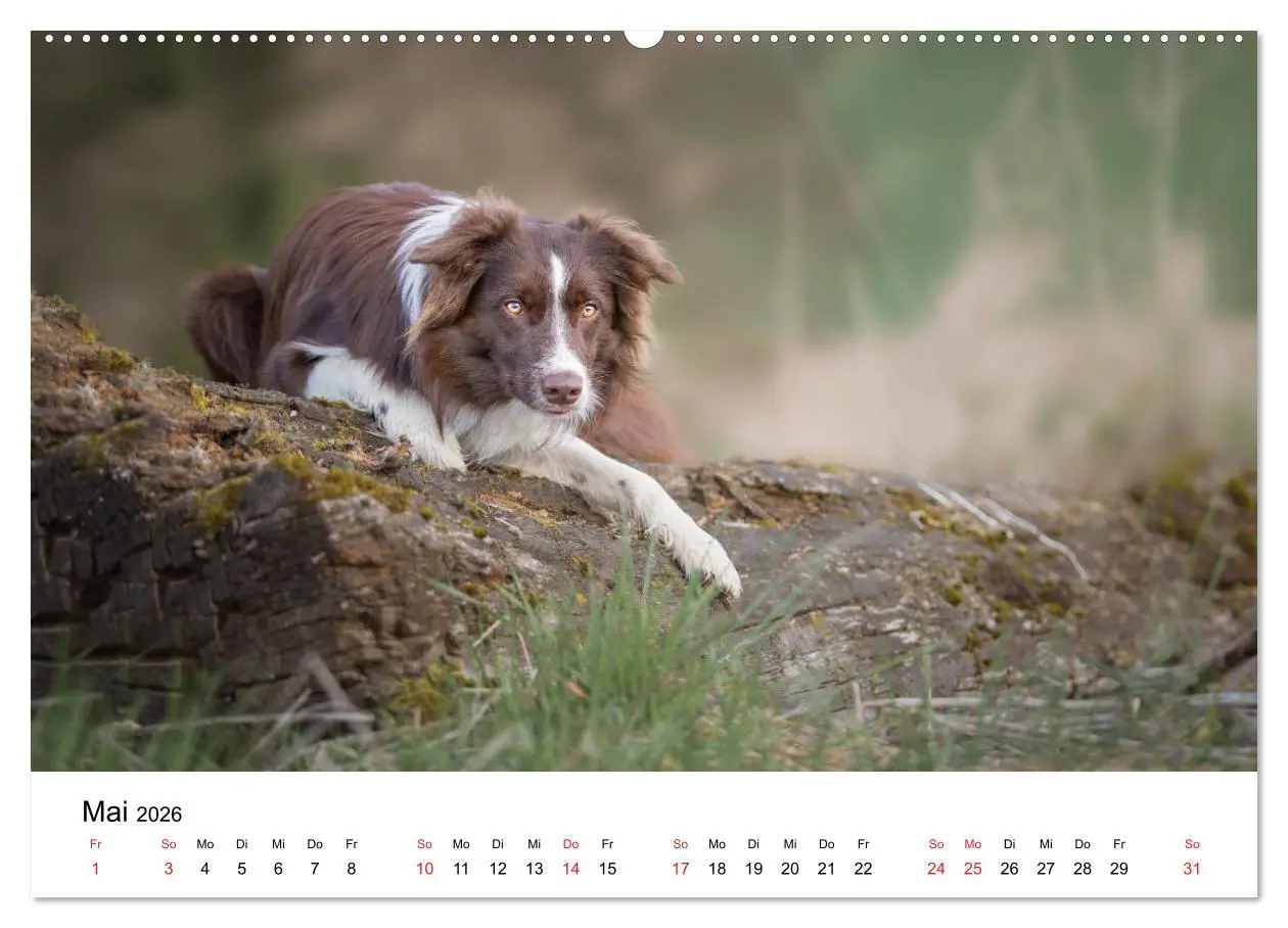 Bild: 9783457763117 | Border Collie - Bunt und clever! (Wandkalender 2026 DIN A2 quer),...