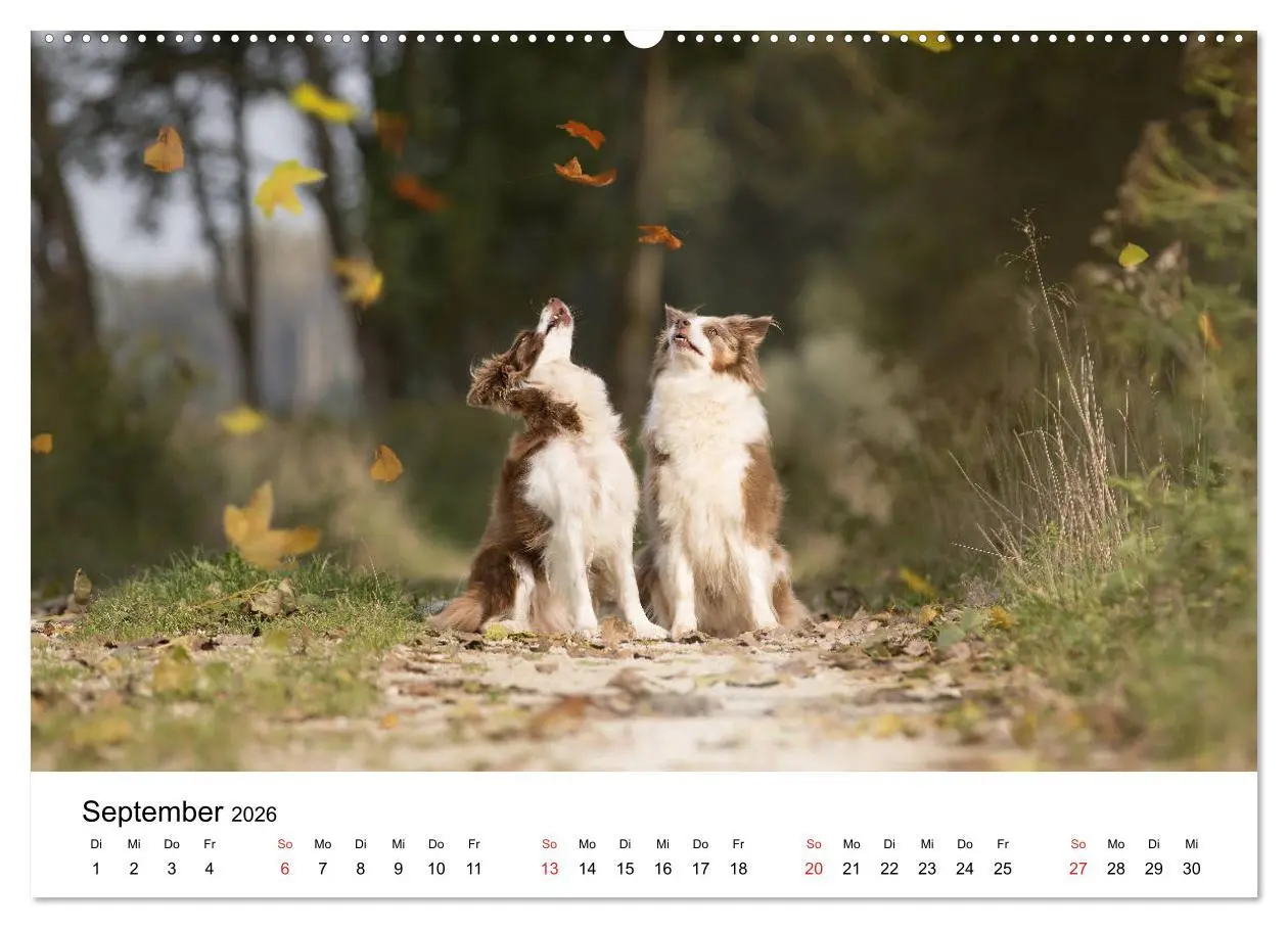 Bild: 9783457763117 | Border Collie - Bunt und clever! (Wandkalender 2026 DIN A2 quer),...