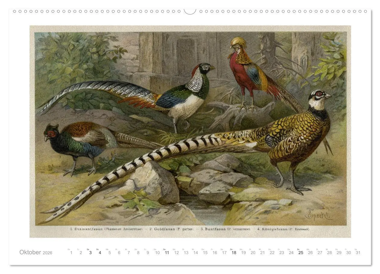 Bild: 9783457833117 | Farbenprächtige Fauna. Fische, Vögel, Schmetterlinge in Grafiken...