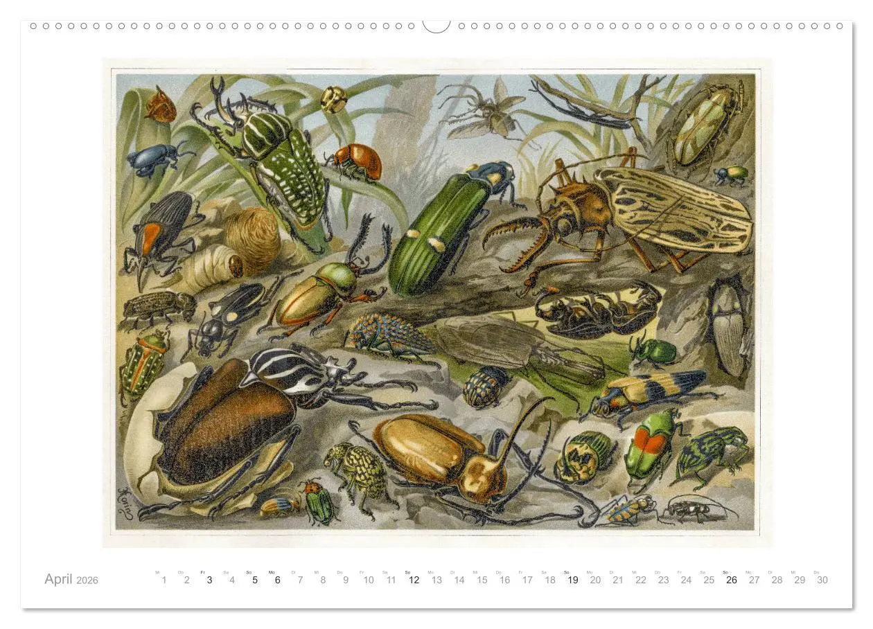Bild: 9783457833117 | Farbenprächtige Fauna. Fische, Vögel, Schmetterlinge in Grafiken...