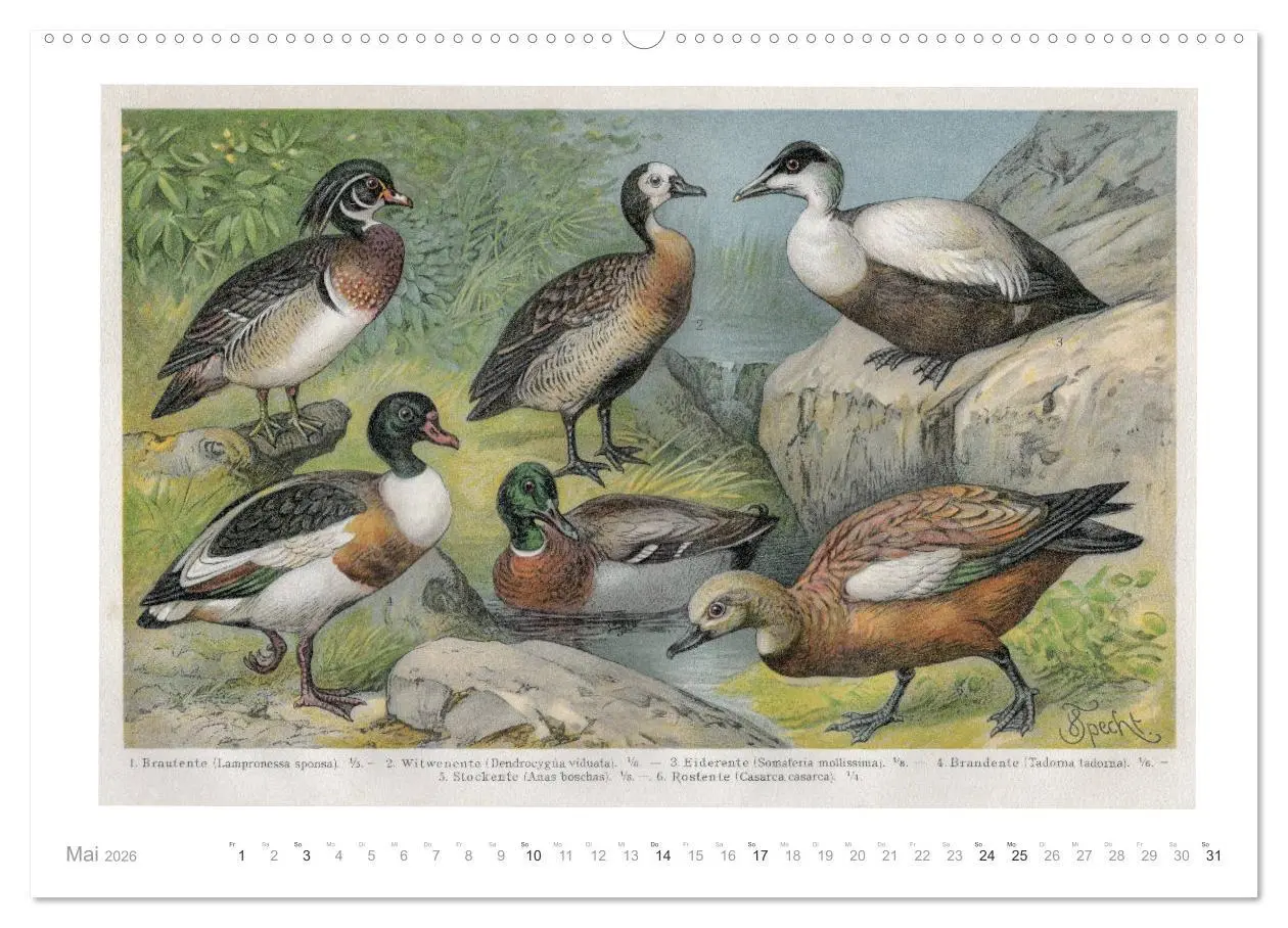 Bild: 9783457833117 | Farbenprächtige Fauna. Fische, Vögel, Schmetterlinge in Grafiken...