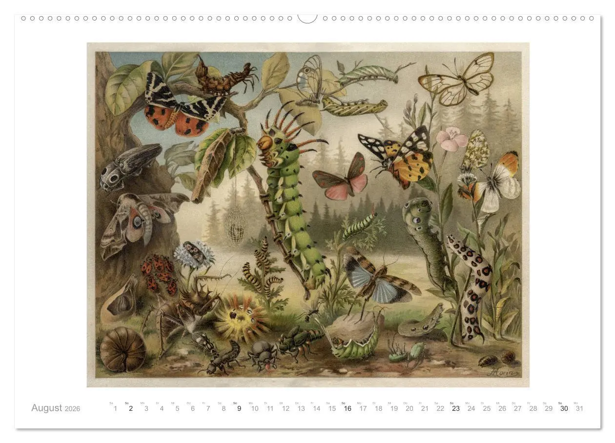 Bild: 9783457833117 | Farbenprächtige Fauna. Fische, Vögel, Schmetterlinge in Grafiken...