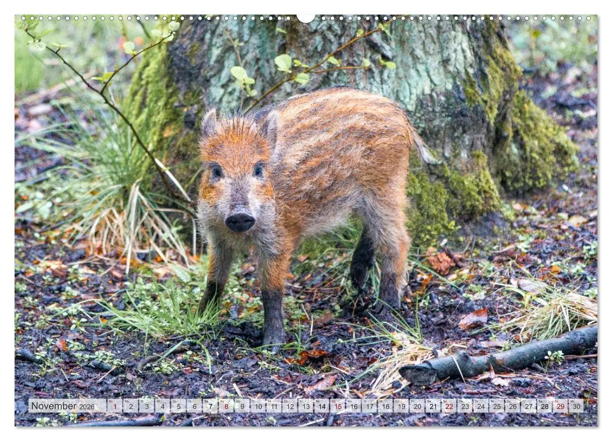 Bild: 9783516603217 | Wildschweine - Im Schatten des Waldes (hochwertiger Premium...