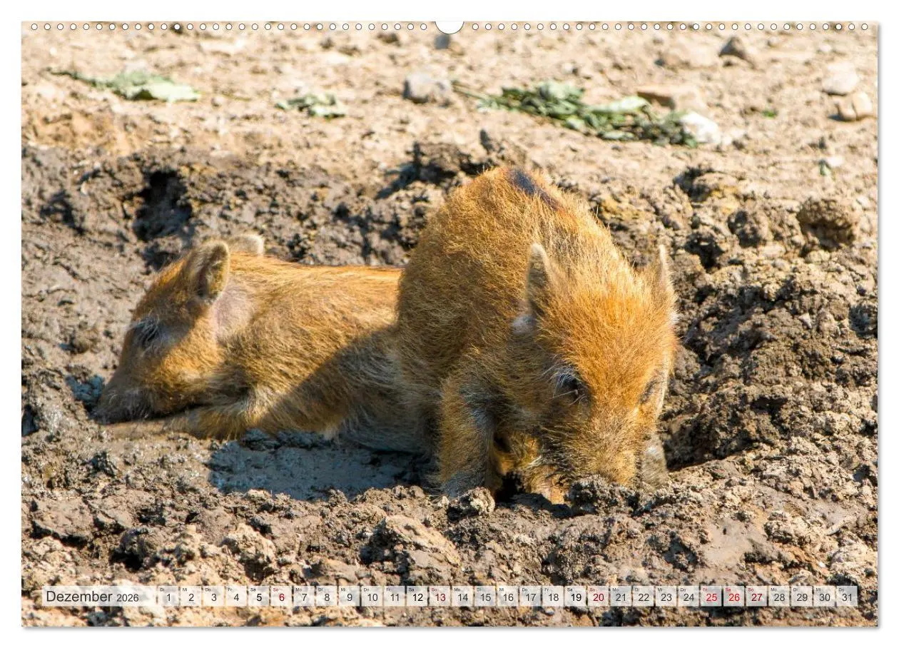 Bild: 9783516603217 | Wildschweine - Im Schatten des Waldes (hochwertiger Premium...