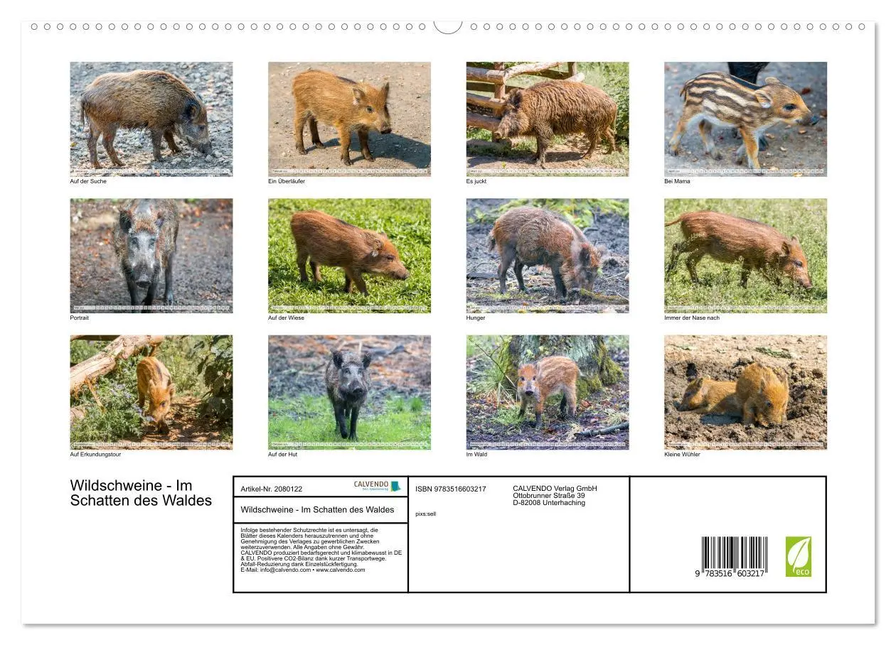 Bild: 9783516603217 | Wildschweine - Im Schatten des Waldes (hochwertiger Premium...