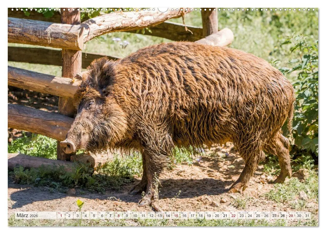 Bild: 9783516603217 | Wildschweine - Im Schatten des Waldes (hochwertiger Premium...