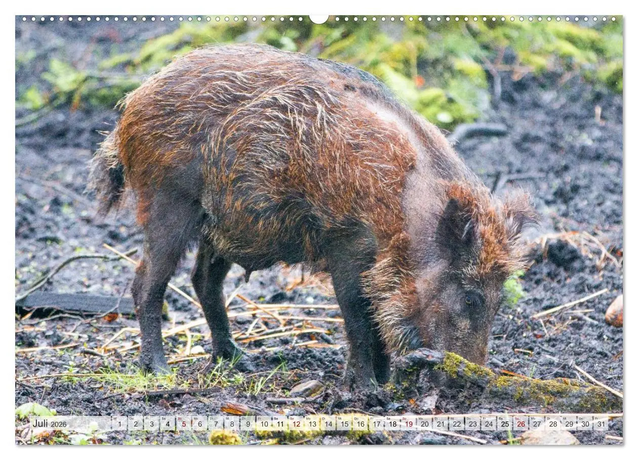 Bild: 9783516603217 | Wildschweine - Im Schatten des Waldes (hochwertiger Premium...