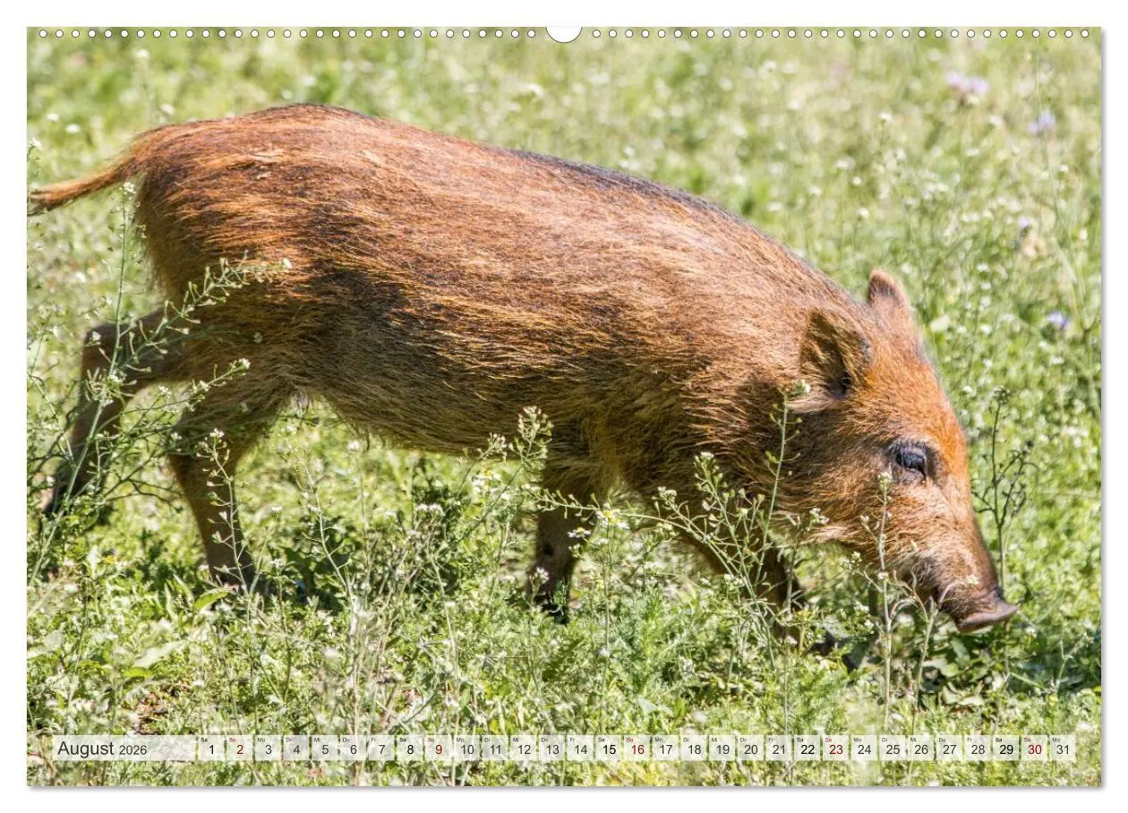 Bild: 9783516603217 | Wildschweine - Im Schatten des Waldes (hochwertiger Premium...