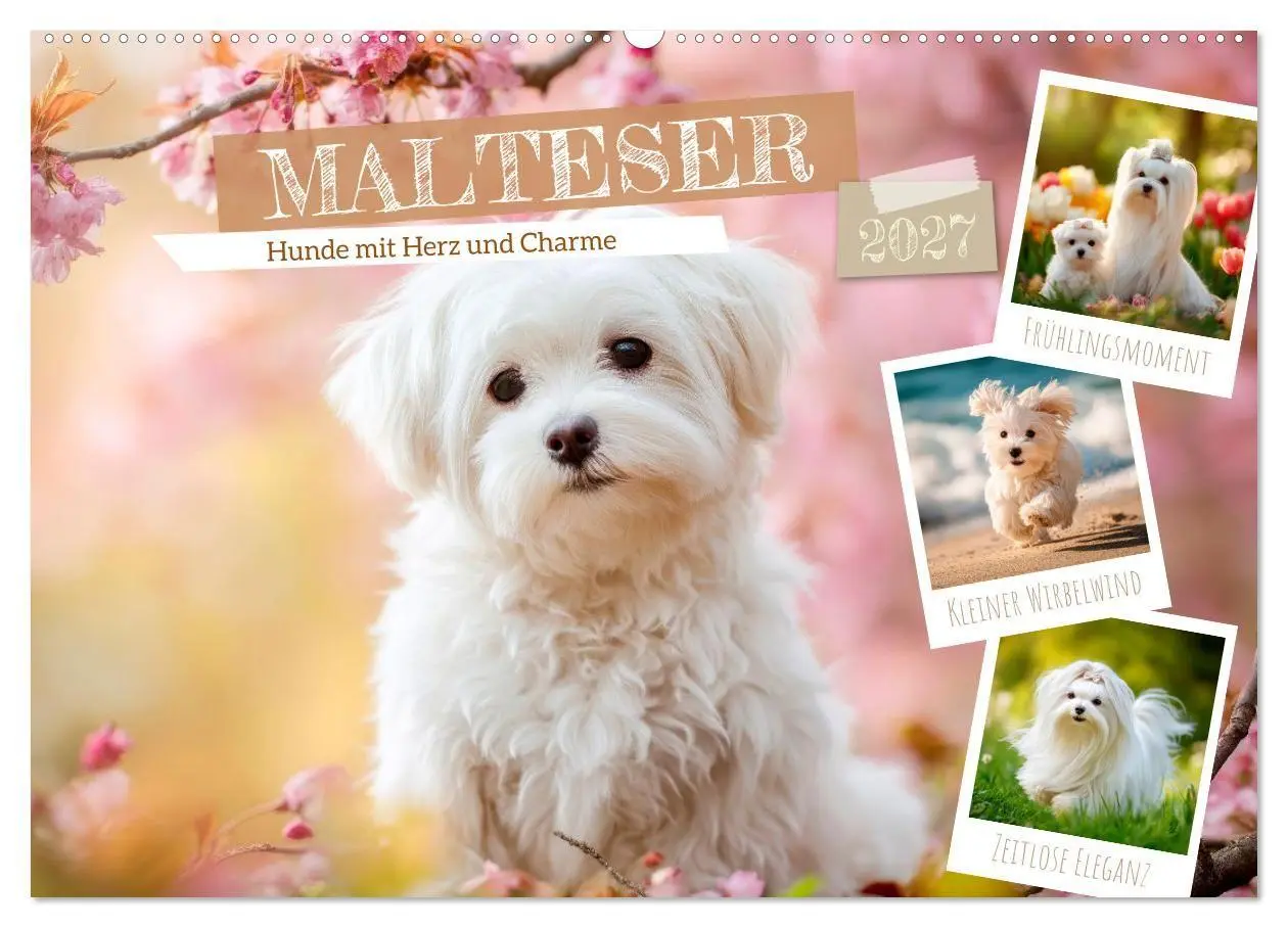 Cover: 9783594373217 | Malteser - Hunde mit Herz und Charme (Wandkalender 2027 DIN A2...
