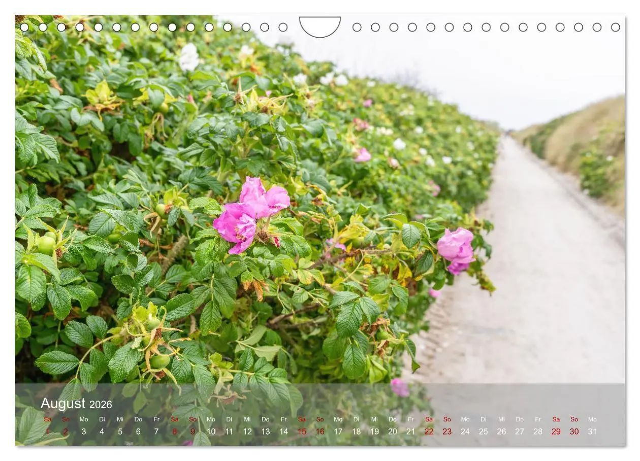 Bild: 9783457363317 | Inseelfeeling - Hiddensee (Wandkalender 2026 DIN A4 quer), CALVENDO...
