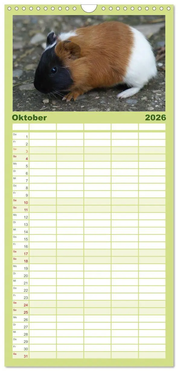 Bild: 9783516523317 | Familienplaner 2026 - Kuschelige Meerschweinchen mit 5 Spalten...