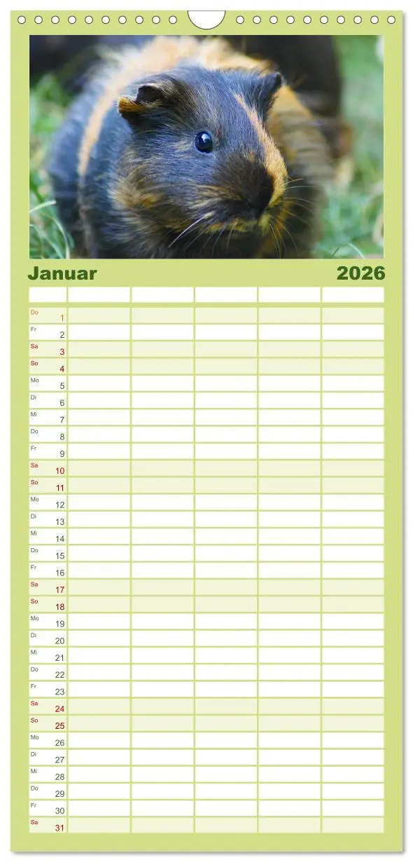 Bild: 9783516523317 | Familienplaner 2026 - Kuschelige Meerschweinchen mit 5 Spalten...