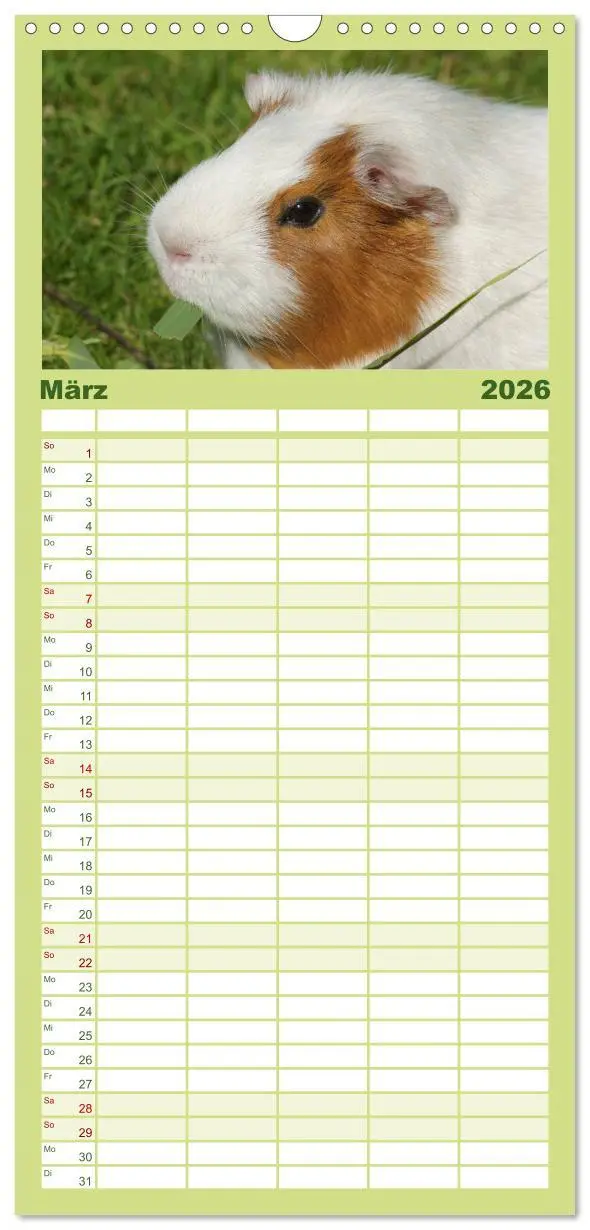 Bild: 9783516523317 | Familienplaner 2026 - Kuschelige Meerschweinchen mit 5 Spalten...