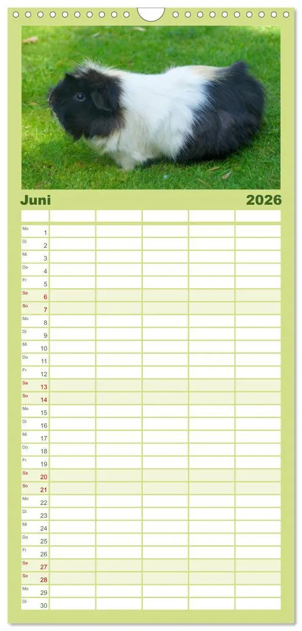 Bild: 9783516523317 | Familienplaner 2026 - Kuschelige Meerschweinchen mit 5 Spalten...